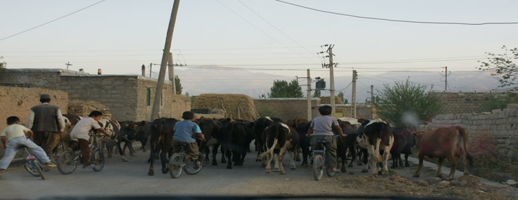 روستای رزگه- گله گاوها و  بازیگوشی کودکانه